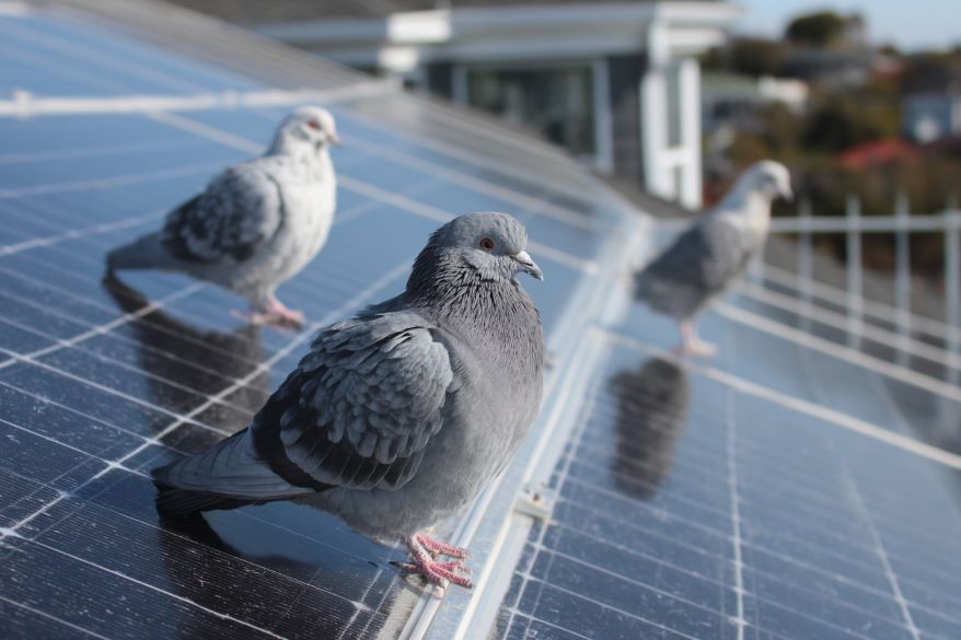Solar Panel Pigeon Problems